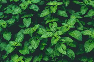menta-para-preparar-pomada-menorquina