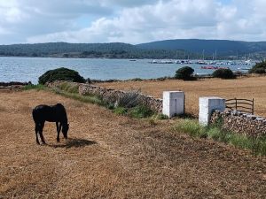 que-ver-en-fornells-excursion-a-caballo